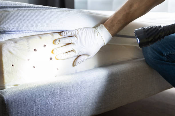 Best Pest Prevention Services  in White Pine, TN