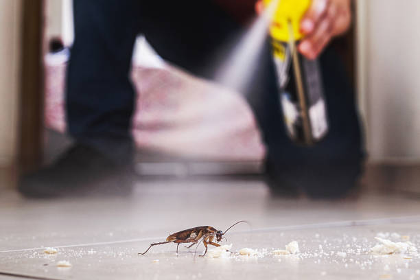 Professional Pest Control in White Pine, TN